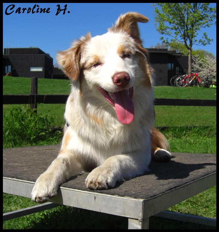 Australian shepherd Felix billede 10