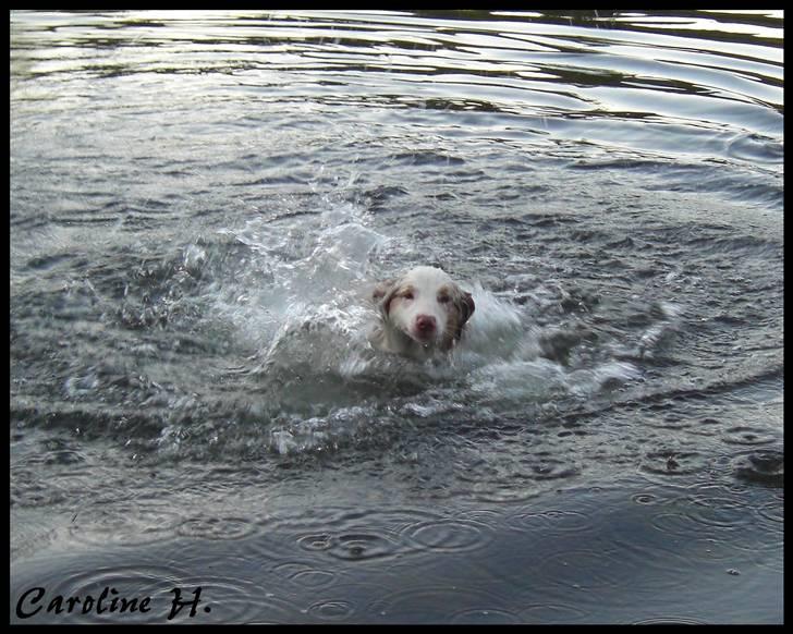 Australian shepherd Felix billede 11