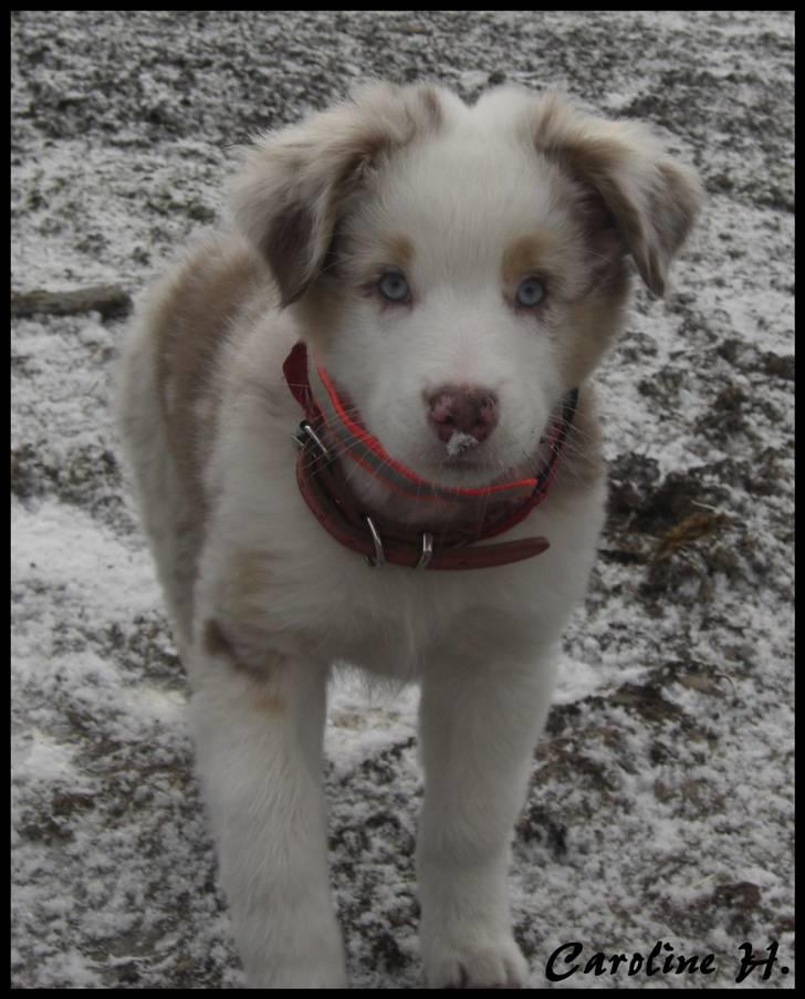 Australian shepherd Felix billede 12