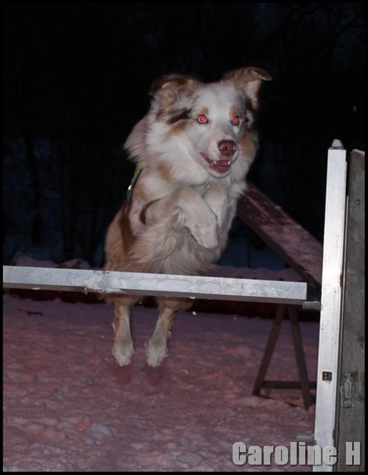 Australian shepherd Felix - Oppdatert: jan09 billede 13