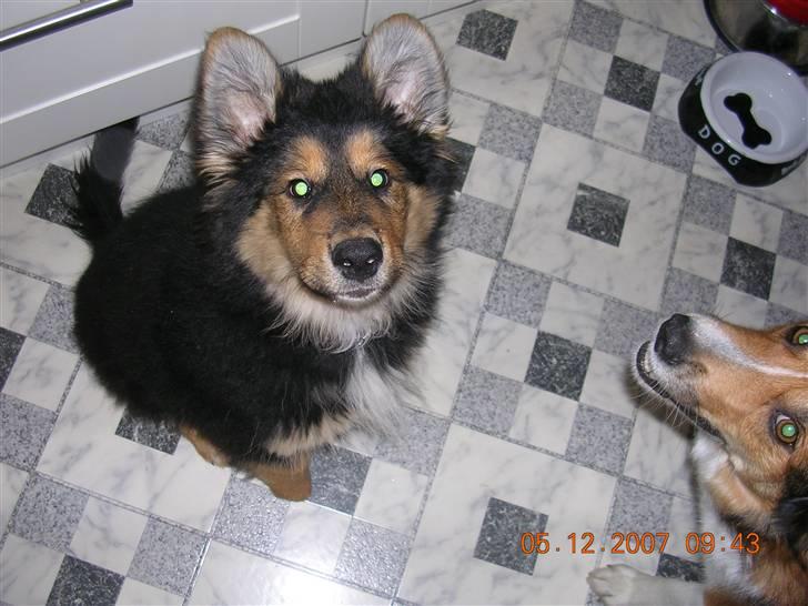 Blanding af racer Aris <3 - Smukke Aris........ billede 7