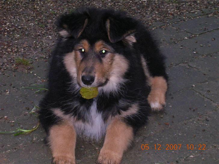 Blanding af racer Aris <3 - Aris have et bld på munden men det lagde hun ikke mærke :o) billede 8