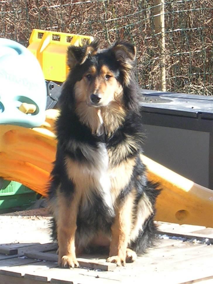 Blanding af racer Aris <3 - Elsker bare at sidde på sandkassen.....så har man jo et overblik :o) billede 9