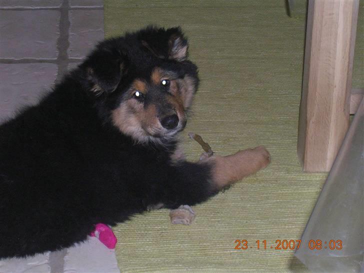 Blanding af racer Aris <3 - umm elsker kødben..... billede 10