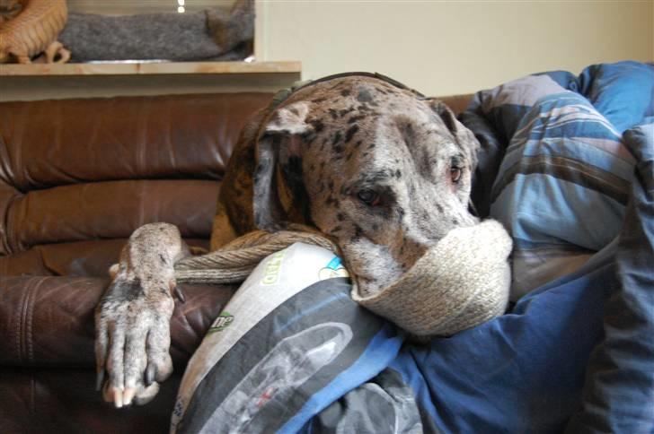 Grand danois Thor - "hva mig.. Neij, jeg har ikke lige set hvor du har lagt dit halstørklæde" billede 18