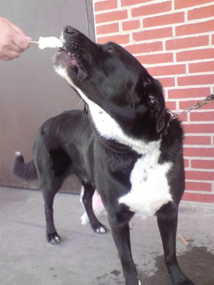 Blanding af racer Nemo - mmm.. guffe guf. Is. billede 1