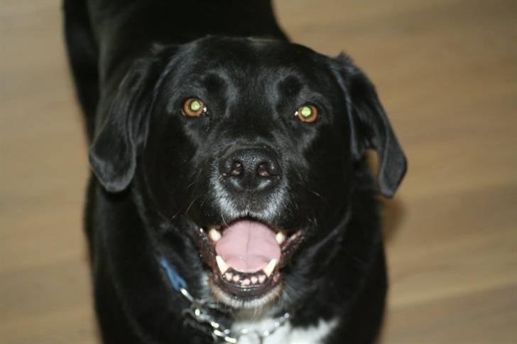 Blanding af racer Nemo - Smukke Nemo .. 5 år gammel :) billede 3