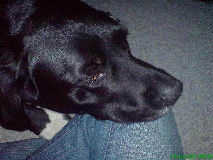 Blanding af racer Nemo - Zzzz!! ah! et knæ er nu en udemærket hovedpude billede 4