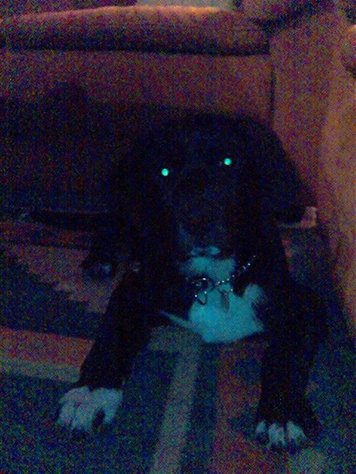 Blanding af racer Nemo - Hov, ih du fandt mig. Mig som halvstor hvalp (ikk det bedste billed, sorry) billede 5