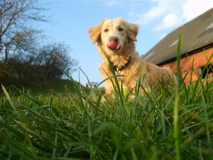 Blanding af racer Molly - "jeg er bare så dygtig" billede 13