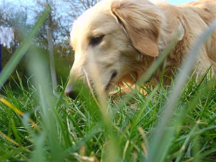 Blanding af racer Molly billede 14