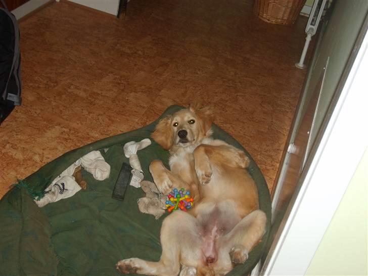 Blanding af racer Molly billede 15