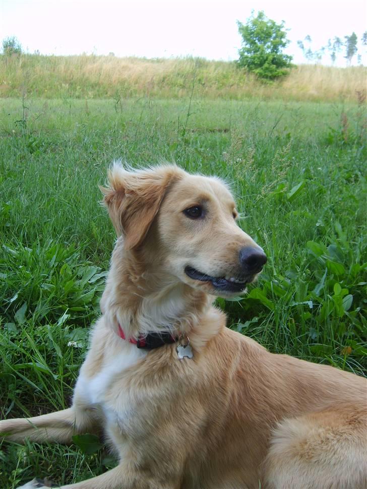 Blanding af racer Molly billede 16