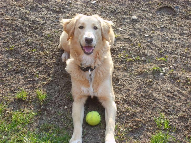 Blanding af racer Molly billede 17