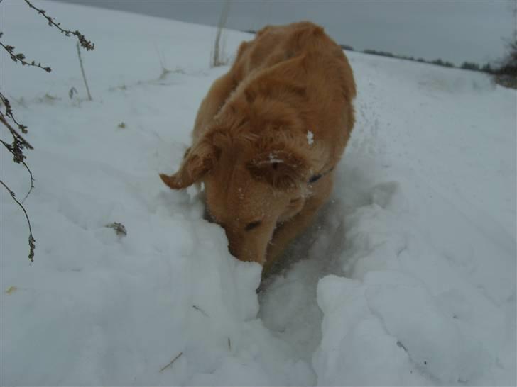 Blanding af racer Molly billede 18