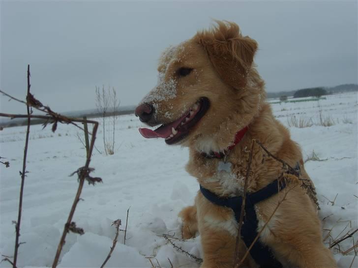 Blanding af racer Molly billede 19