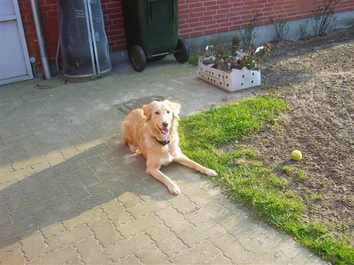 Blanding af racer Molly billede 20