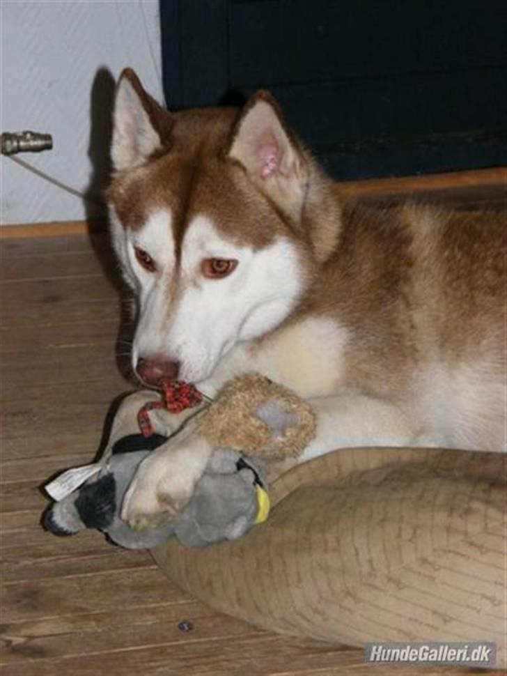 Siberian husky Aqui RIP - Aqui - November 2007 - nu med bamser. Så længe de varede billede 21
