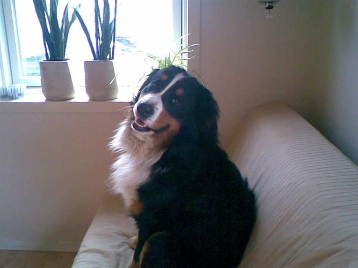 Berner sennenhund Magnus - Det er mig magnus.. billede 1