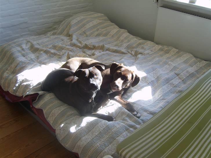 Staffordshire bull terrier Boris R.I.P billede 8