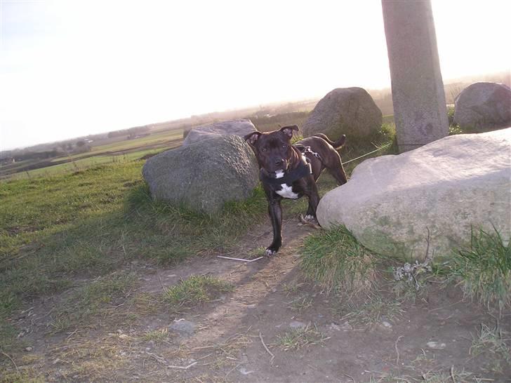 Staffordshire bull terrier Boris R.I.P billede 9