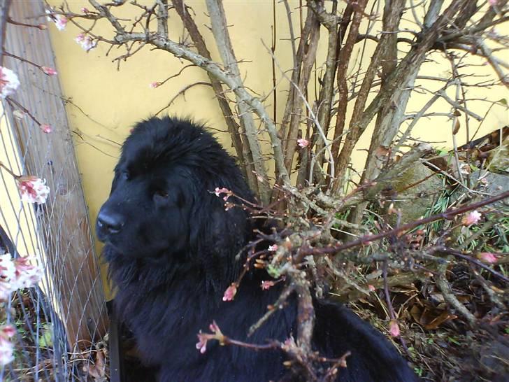 Newfoundlænder Ronja <'3 - miin skath .. billede 1