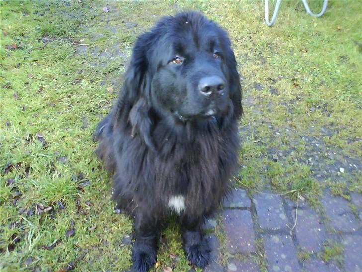 Newfoundlænder Ronja <'3 - Ronja muzz<´3 billede 2