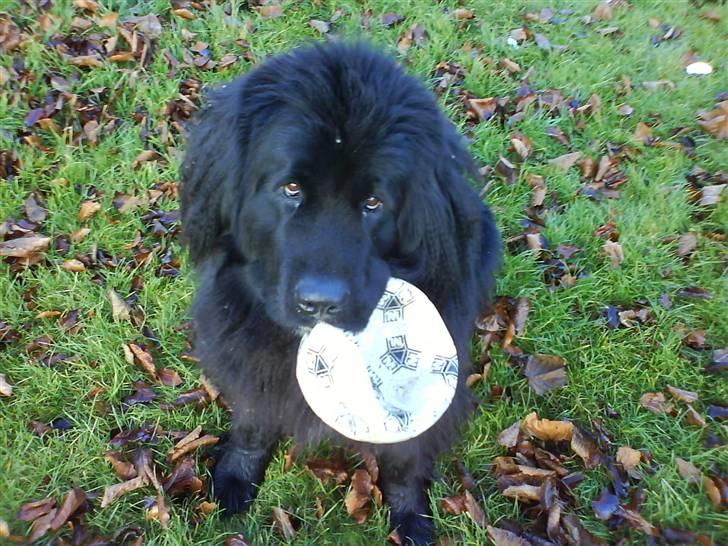 Newfoundlænder Ronja <'3 - miiin skaath <´3 billede 3