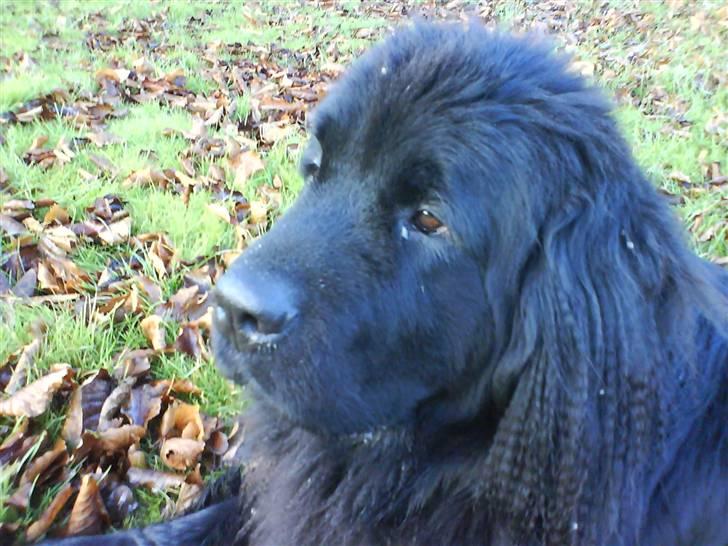 Newfoundlænder Ronja <'3 - nååååårh<3 billede 4