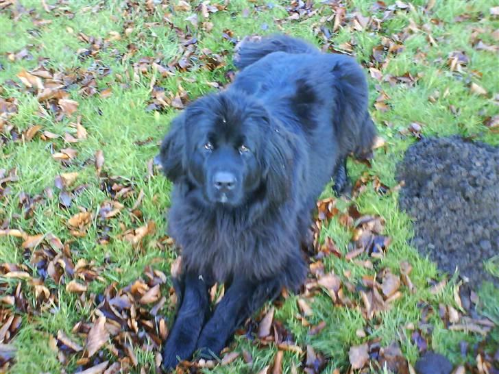 Newfoundlænder Ronja <'3 - ronja<´3 billede 5