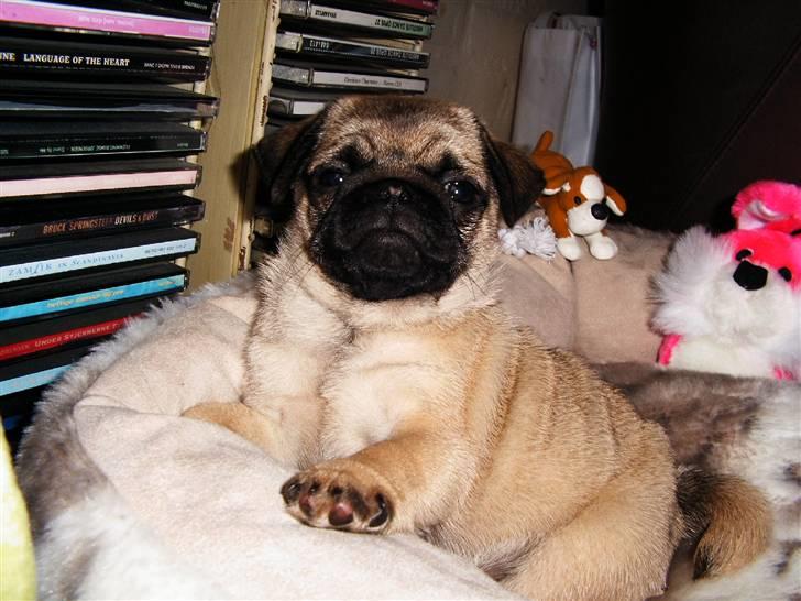 Mops Viktoria - Jeg hedder Viktoria . Og er 3 måneder her på billedet. Min familie syns jeg er skøøn . billede 1