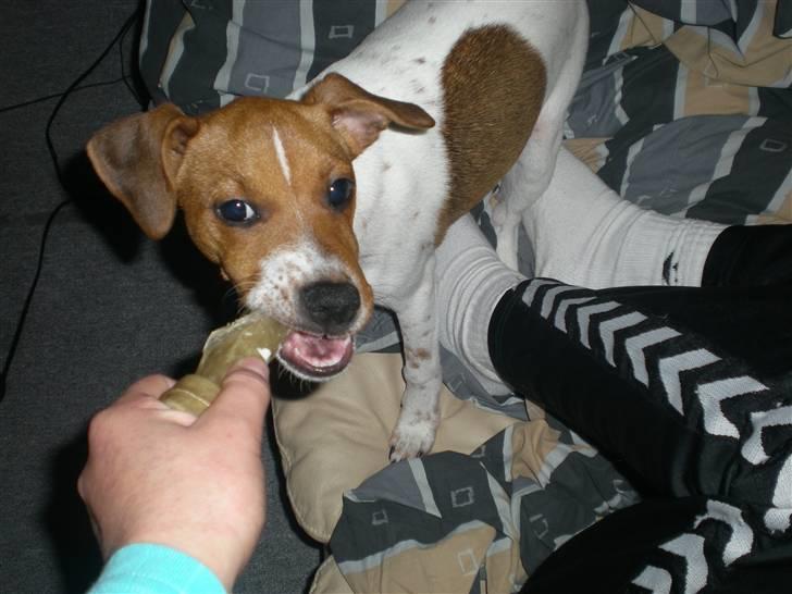 Dansk svensk gaardhund Tyson Solgt billede 12