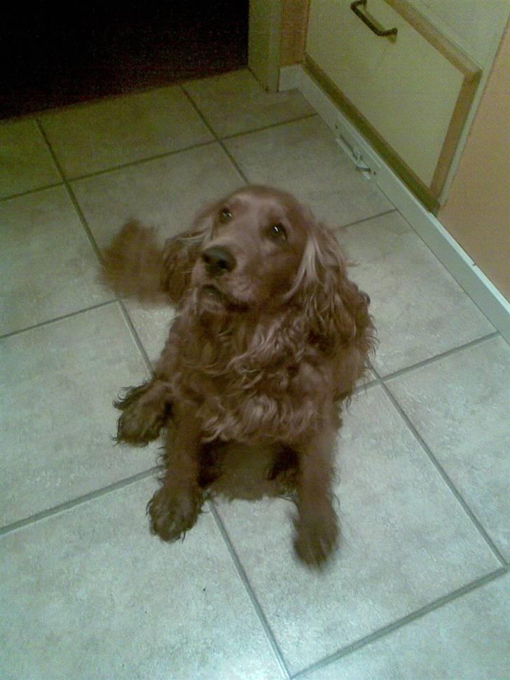 Cocker spaniel Magnus  billede 1