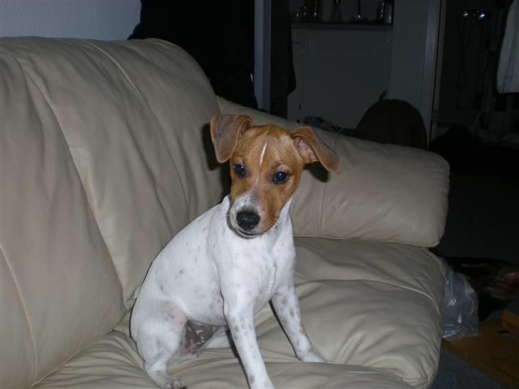 Dansk svensk gaardhund Tyson Solgt billede 13