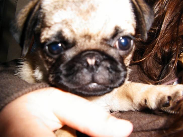 Mops Viktoria - På vej hjem til ny familie. )  9 uger gammel.  billede 2