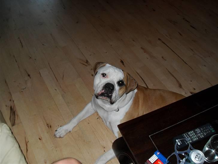 Amerikansk bulldog Eddie - fra d.10/2-08 billede 11