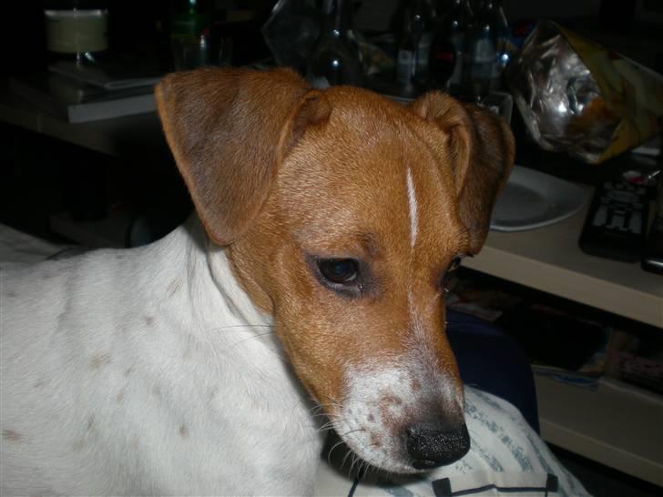 Dansk svensk gaardhund Tyson Solgt billede 14