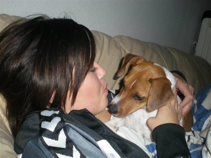 Dansk svensk gaardhund Tyson Solgt billede 15