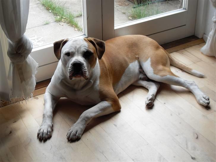Amerikansk bulldog Eddie - fra d.10/2-08 billede 12