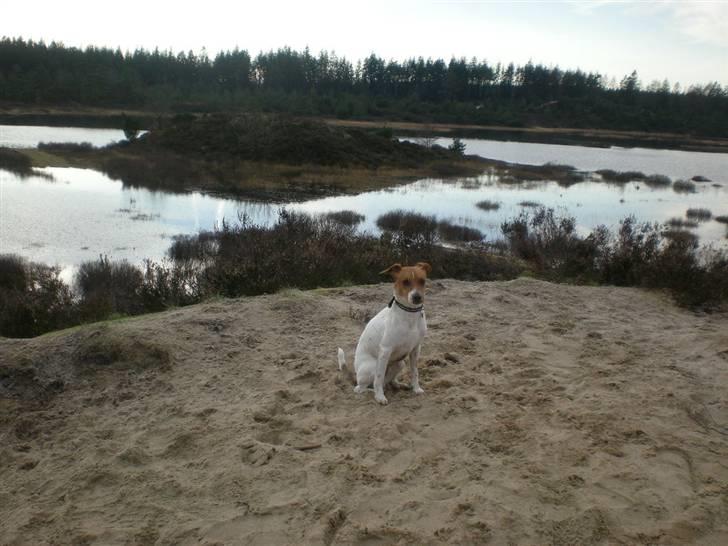 Dansk svensk gaardhund Tyson Solgt billede 16