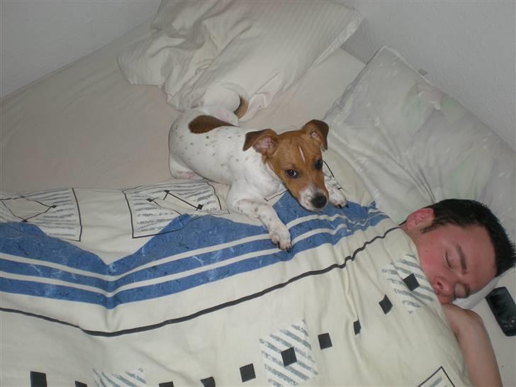 Dansk svensk gaardhund Tyson Solgt billede 17