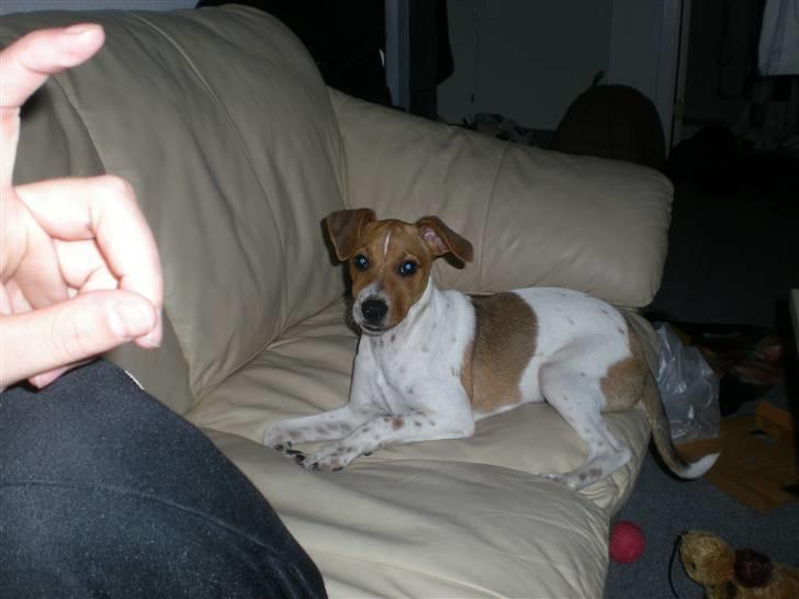 Dansk svensk gaardhund Tyson Solgt billede 18