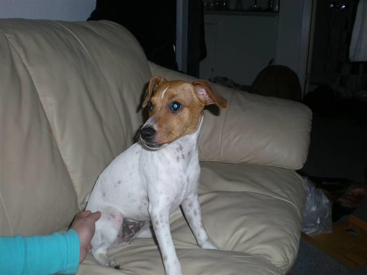 Dansk svensk gaardhund Tyson Solgt billede 19