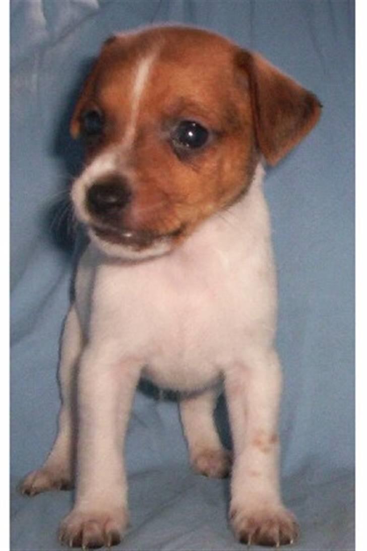 Dansk svensk gaardhund Tyson Solgt billede 20