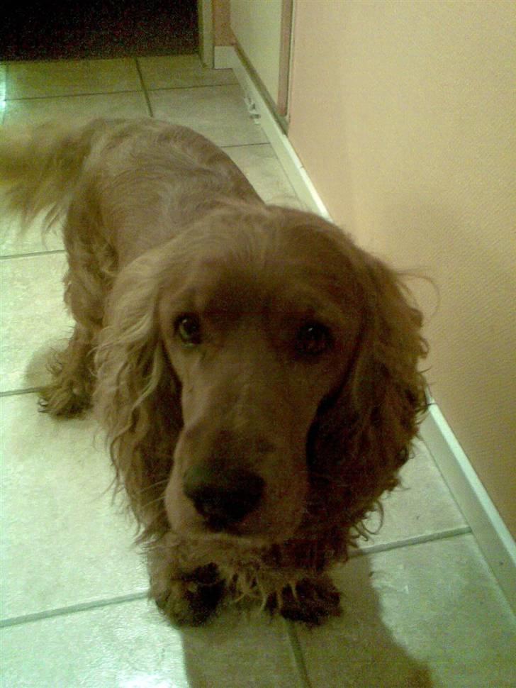 Cocker spaniel Magnus  billede 2