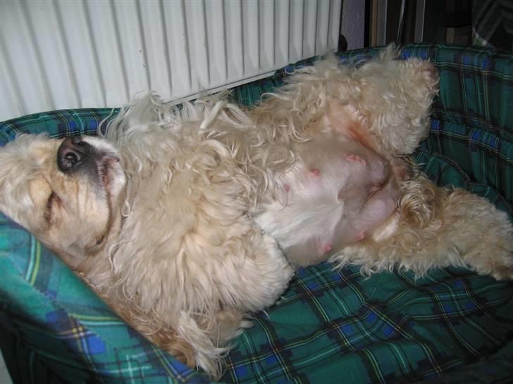 Amerikansk cocker spaniel Nellie - Nellie med sin store gravide mave billede 10