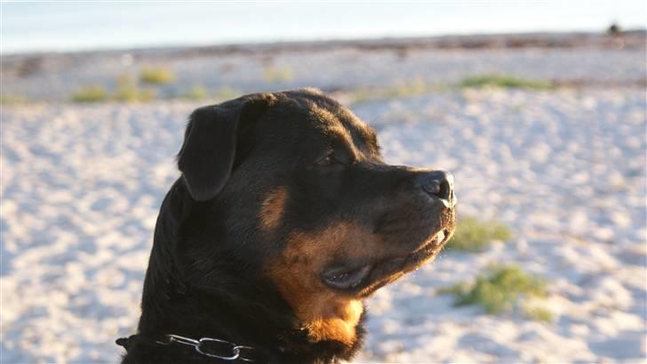 Rottweiler Chica billede 1