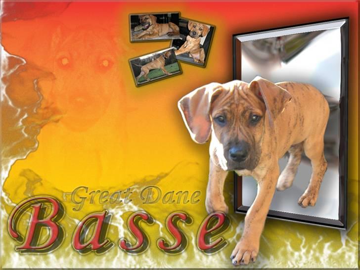 Grand danois Basse*1. hunde - R.I.P.* - Gammelt redigeret billed - men synes det er så flot, at i skal se det alligevel :) billede 6