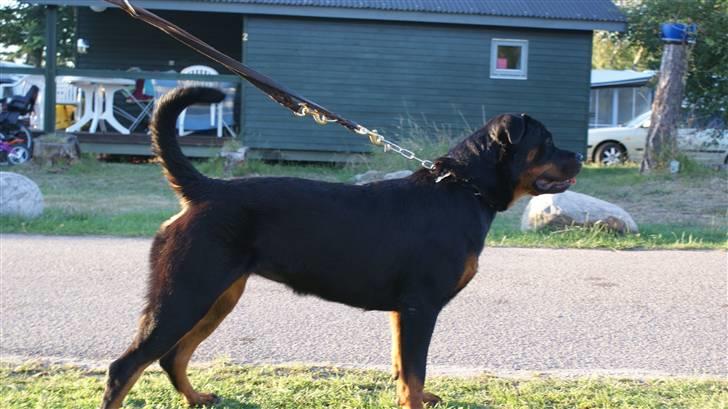 Rottweiler Chica billede 2