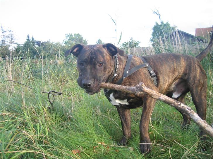 Amerikansk staffordshire terrier Tyson - Kom og ta den hvis du kan?! billede 13